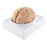 WICHEMI Human Brain Model 9-Part Model of Brain Life Size Brain Anatomy Model w/Display Base for Teaching Neuroscience with Vessels Science Classroom Study Display Learning Medical Model
