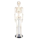 breesky Scientific Human Skeleton Model for Anatomy, 33.4'' Skeleton Model with Metal Stand, Removable Arms&Legs for Student to Study Human Skeleton Anatomy System, Halloween Decor, Manual Included