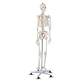 Giantex B010L18XEW Life Size 70.8' Human Anatomical Anatomy Skeleton Medical Model + Stand