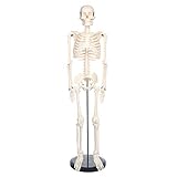 Human Skeleton Model for Anatomy Mini Human Skeleton Model with Metal Stand - 33.4 Inches Tall with Removable Arms and Legs Scientific Study Painted and Numbered Muscle Insertion and Origin Points