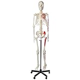 Axis Scientific Painted and Numbered Skeleton Anatomy Bundle, 5'6' Life Size Skeletal System, Muscle Insertion and Origin Points, 3 Year Warranty, Study Guide, Adjustable Rolling Stand, and Dust Cover