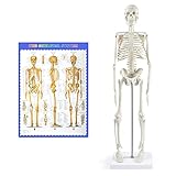 Human Skeleton Model for Anatomy,17”Mini Human Skeleton Model with Movable Arms and Legs,Scientific Model for Study Basic Details of Human Skeletal System…