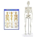 NLShan Human Skeleton Model for Anatomy,17' Mini Scientific Anatomical Human Skelton Model with Movable Arms and Legs for Study Basic Details of Human Skeletal System