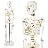 Human Skeleton Model for Anatomy 34” Tall Life Size Skeleton with Detachable Metal Base for Classroom Teaching and Lab Study
