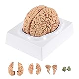 BEAMNOVA Human Brain Model for Teaching Neuroscience with Vessels Life Size Anatomy Model for Learning Science Classroom Study Display Medical Model