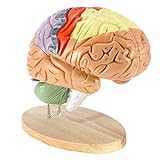 Dyna-Living Human Brain Model Anatomy 2X Life Size Human Brain Anatomical Model for Neuroscience with Color-Coded Detachable Brain Model for Science Research Medical Learning or Model Display