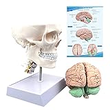 Human Skull and Brain Anatomy Model Life-Size with Cervical Vertebra & Base for Classroom Medical Neuroscience Anatomy Teaching & Studying