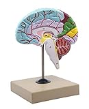 Functional Human Brain Model, Cross Section - 1/2 Size - Color Coded & Numbered with Key Card - Includes Mount - Eisco Labs