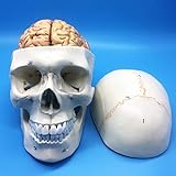 Learning Resources Human Skull and Brain Anatomical Model, Anatomically Accurate Human Skull and Brain Life Size Anatomy Model for Science Classroom Study Display Teaching Model