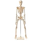 Anatomical Human Skeleton Model - 1/2 Life Sized - 85 cm with Metal Base