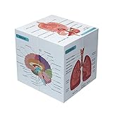 Medical Student Human Anatomy 3.93'Cube Anatomy Poster Set Heart,Brain,Lung,Stomach,Throat,Muscular,Skeletal,Digestive,Circulatory,Gifts For Medical Students, Nurse