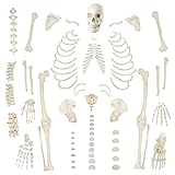 Evotech Disarticulated Human Skeleton Model For Anatomy 67 inch High, Full Size Skeleton Models with 3 Poster, Skull, Spine, Bones, Articulated Hand & Foot, for Anatomy Medical Learning