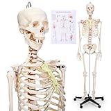 Menkxi Human Skeleton Model for Anatomy Refined PVC 70.8'' Life Size Skeleton Medical Skeleton for Anatomy Study with Nervous System Skeleton Posable with Rolling Stand for Skeleton