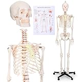 Wenqik Human Skeleton Model for Anatomy 70.8' Life Size Medical Human Body Model with Rolling Stand Human Skeleton Anatomical Model with Nervous System for Medical Study and Display