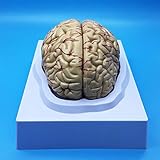 Learning Resources Human Brain Anatomical Model, Anatomically Accurate Brain Model Life Size Human Brain Anatomy for Science Classroom Study Display Teaching Model