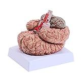 MIIRR Life Size Human Brain Artery Model, Medical Adult Brain Artery Anatomical Model with 9 Parts and Display Arteries, Hand-Paint 41 Locations Number Human Brain Model Include Explanation Manual