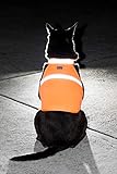 2PET Dog Hunting Vest and Safety Reflective Vest - Used for High Visibility - Protects Pets from Cars & Hunting Accidents in Both Urban and Rural Environments - Small Radiant Orange