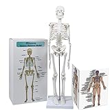 Aliwovo Skeleton Model Anatomy Mini Human Anatomical Skeleton Medical Education Study 17.7'Model with Colorful Manual and Exquisite Packaging