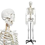 breesky Human Skeleton Model for Anatomy- Life Size Medical Human Skeleton Model with Nervous System 70.8 in with Rolling Stand for Medical Study and Display 3 Posters…