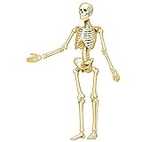 Kanayu 55 Pcs Human Skeleton Magnetic Decorative Human Body Posters Esqueleto Humano Anatomia Classroom Bulletin Board Border Human Skeleton Magnetic Accent for Whiteboard Classroom Back to School