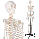 NLShan Human Skeleton Model for Anatomy -Life Size Anatomical Skeleton Medical Model with Nervous System 70.8 in with Rolling Stand for Study and Display Colorful Posters