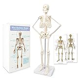 2024 Newest Design Human Skeleton Model for Anatomy,17.7“ High Scientific Anatomy Human Body Model,with Movable Arms and Legs Bones Structures,Whole Spine and Ribs of The Skeleton Model are Integrated