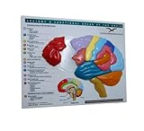 W. W. Norton & Company Brain Model & Puzzle: Anatomy & Functional Areas of The Brain