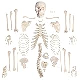 Houseables Disarticulated Human Skeleton, Full Unassembled Anatomical Model, Life Sized, 62” Height, Plastic, w/ Poster, Skull, Bones, Articulated Hand & Foot, Study of Skeletal System, Educational