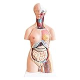 Anatomical Medical Torso Model 33 Parts, 33' Life Size Model with Removable Organs for Class, Students, Teaching Supplies