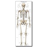 Life Size Skeleton bones named Poster for classroom or lab printed on durable quality plastic (24'x66') Young N Refined