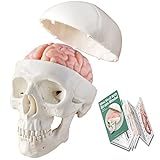 2023 New Human Skull Model,3 Part With 2-Part Human Brain;Half Life Size Skull with Brain;Human Head With Brain for Medical Teaching Learning, Art Sketch,Educational Display Tool Human Anatomy