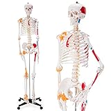 Ultrassist Human Skeleton Model, Life Size Anatomical Skeleton Replica with Spinal Nerves, Muscle Insertion and Origin Points, Joint Ligaments for Human Skeleton Anatomy Study, Includes Rolling Stand