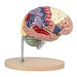SOKO Human Brain Model Anatomy 2X Life Size, Brain Model for Neuroscience Teaching Medical Learning of Detachable 4 Parts, Color-Identify Labeled Brain Anatomical Model with Storage Bag & Stand
