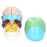 Human Brain Anatomical Model, 4D 2 Parts Detachable Durable PVC Material Anatomy Brain Model Learning Resources Brain Model for Science Classroom Study Display Teaching School Home