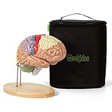 Human Brain Model (Numbered) with Carrying Case – 2X Life-Size Anatomy Model by Geekidoc