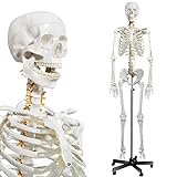 breesky Human Skeleton Model for Anatomy- Life Size Medical Human Skeleton Model with Nervous System 70.8 in with Rolling Stand for Medical Study and Display 3 Posters