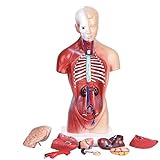 KISSTAKER Human Torso Body Anatomy Model with 15 Removable Parts-Heart Visceral Brain Skeleton Medical School Nursing Educational Supplier 11inch