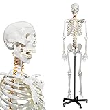 Human Skeleton Model for Anatomy- Life Size Medical Human Skeleton Model with Nervous System 70.8 in with Rolling Stand for Medical Study and Display 3 Posters