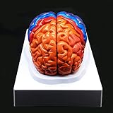 Human Brain Model,Color-Coded Partitioned Brain，2 Parts, Anatomically Accurate Brain Model Life Size Human Brain Anatomy for Science Classroom Study Display Teaching Medical Model