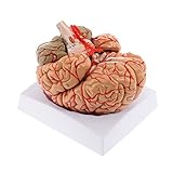 WICHEMI Human Brain Model 8-Part Brain Models Life Size Human Brain Anatomical Model w/Display Base & Color-Coded Artery Brain Teaching Anatomy Model for Science Classroom Study Display
