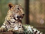 Leopards - Unnatural History