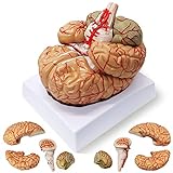 HADWYN Human Brain Model Anatomy 9-Part Model of Brain Life Size Human Brain Anatomical Model Brain w/Labels & Display Base Color-Coded Teaching Tool Brain Model for Science Classroom Study Display