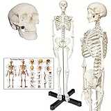 Human Skeleton Anatomy Model with Metal Stand, 33.5 inches Human Skeleton Model with Movable Arms and Legs, Including Anatomical Skeleton Model + Colorful Chart