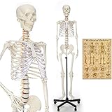 RONTEN Human Skeleton Model for Medical Study, 70.8' Life Size Medical Anatomical Skeleton, Including Adjustable Rolling Stand + Cover + Poster