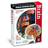 LEARNING RESOURCES MODEL BRAIN ANATOMY (Set of 6)