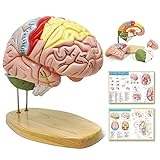 2024 Newest Human Brain Model for Neuroscience Teaching with Labels 1.5 Times Life Size Anatomy Model for Learning Science Classroom Study Display Medical Model,9 Colors to Identify Brain Functions