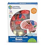 Learning Resources Brain Model