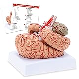 RONTEN Human Brain Anatomical Model, Colored Brain,Anatomically Accurate Brain Model for Science Class Teaching Medical Model (8 Parts)