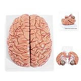 Winyousk Adult Size Brain Artrey Anatomical Model, Medical Brain Artery Model with Sagittal Plane, Cerebrum Hemisphere and Cerebellum, Include Hand-Paint Location Number and Explanation Manuals