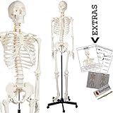 Axis Scientific Human Skeleton Model for Anatomy Bundle, 5' 6' Life Size Skeletal System, 206 Bones, Interactive Medical Replica 3 Year Warranty, Study Guide, Adjustable Rolling Stand, and Dust Cover